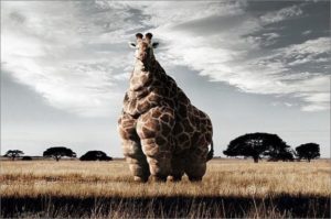 fat_giraffe