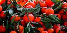 Mandalina Suyunun Tedavi Edici Özellikleri