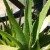 Aloe Vera – Şifalı Bitkiler