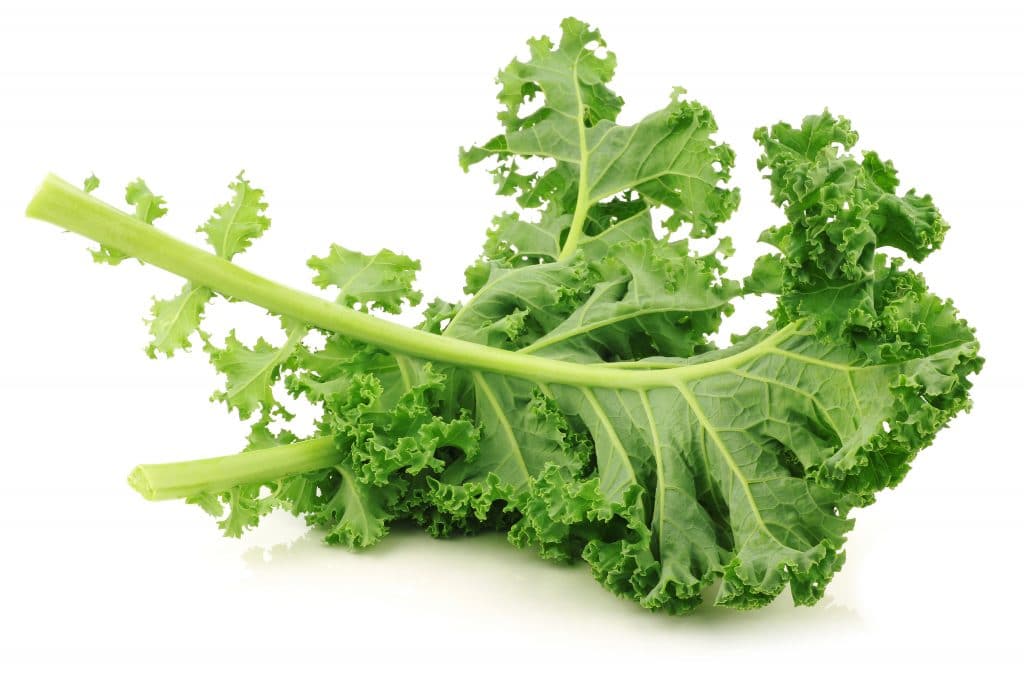 Green Curly Kale Bitki Bazlı Protein Kaynakları