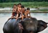 İnsanı Mutlu Eden Yatırımlar kids having fun on elephant Ana Sayfa