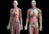 vücudun genel iç görünümü Ana Sayfa