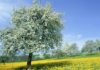 İnsan Geleceğini Bilebilir mi? spring tree 1920x1200 Ana Sayfa