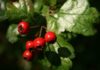 Alıç – Şifalı Bitkiler Alic sifali bitkiler Crataegus laevigata berries Ana Sayfa
