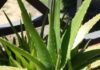 Aloe Vera – Şifalı Bitkiler Aloe Vera sifali bitkiler Ana Sayfa