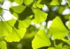 GinkgoBiloba Ana Sayfa