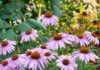 ekinezya Echinacea angustifolia Ana Sayfa