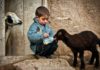 sevgi nefret geri doner cocuk koyun Ana Sayfa