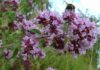 Origanum majorana Ana Sayfa
