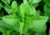 Nane – Şifalı Bitkiler mentha sp. nane Ana Sayfa