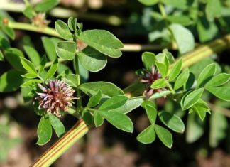 Meyan – Şifalı Bitkiler meyan Glycyrrhiza glabra Ana Sayfa