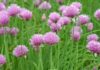 Sarımsak – Şifalı Bitkiler Allium sativum sarımsak Ana Sayfa
