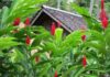 zencefil zingiber officinale bitkisi Ana Sayfa