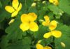 Celandine Greater Chelidonium majus Roadside by Freeholt Wood Sapcote SP 4612 9388taken 17.5.2006. Ana Sayfa
